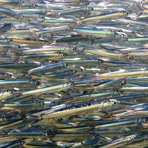 Acciughe