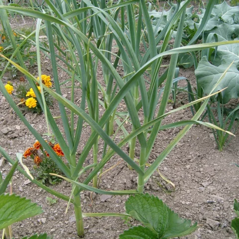 Aglio