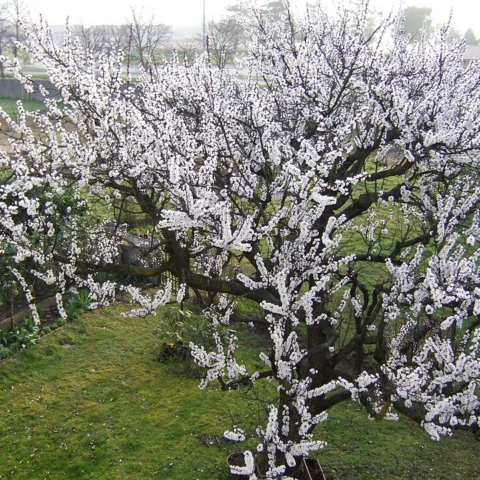 Albicocche
