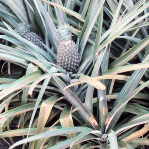 Ananas