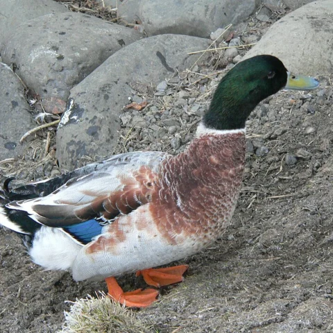 Anatra