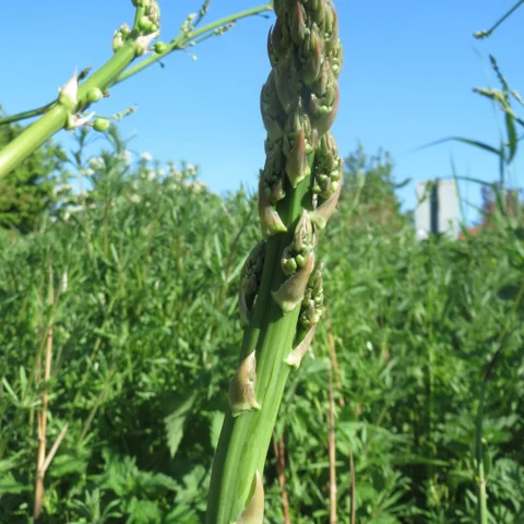 Asparagi