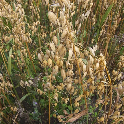 Fiocchi d’avena