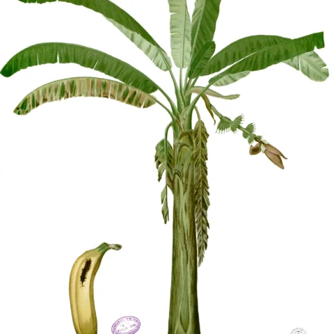 Banane
