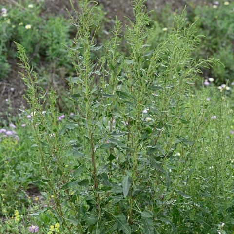 Barbabietola