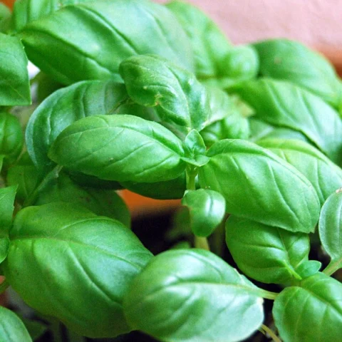 Basilico