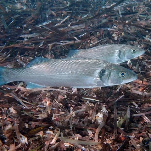 Branzino