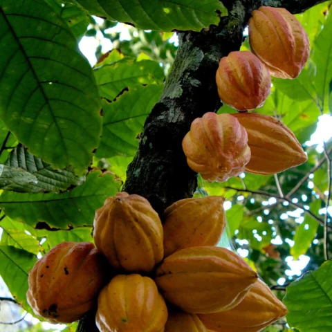 Cacao