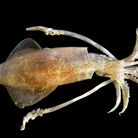 Calamari
