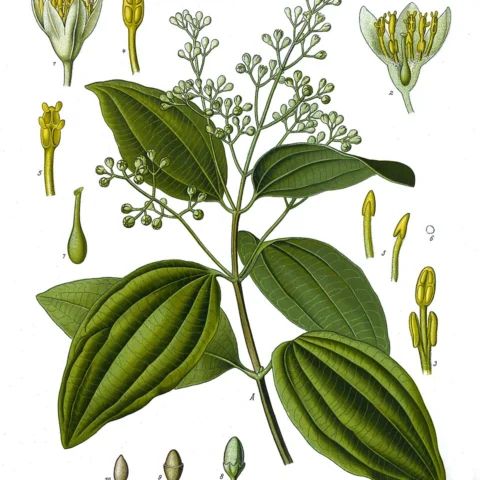 Cannella