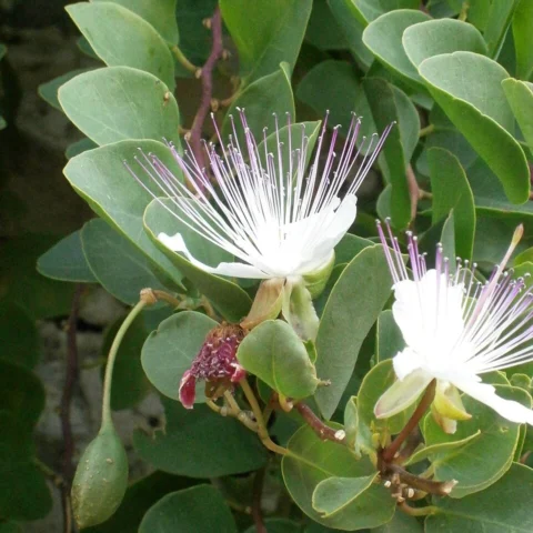 Capperi