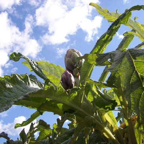Carciofi