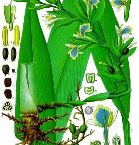 Cardamomo