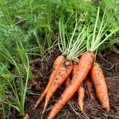 Carota