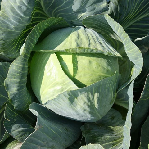Cavolo