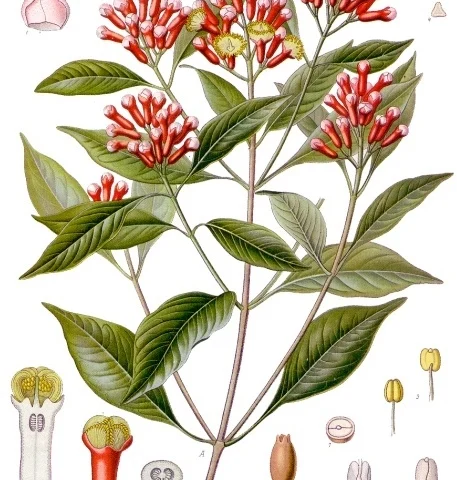 Chiodi di garofano