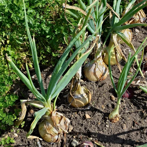 Cipolla