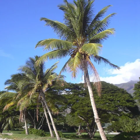Cocco