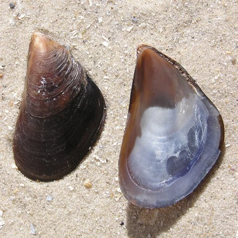 Cozze