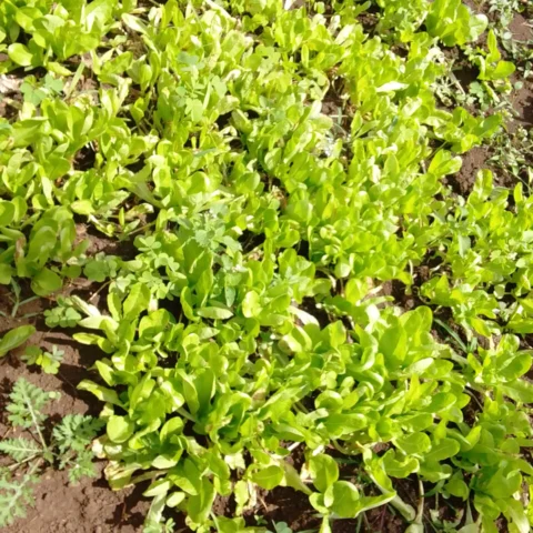 Crescione