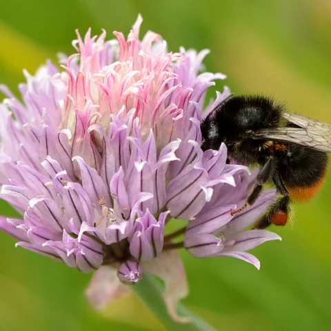 Erba cipollina