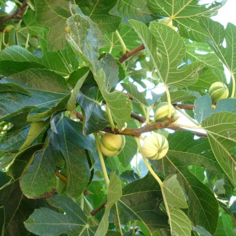 Fichi