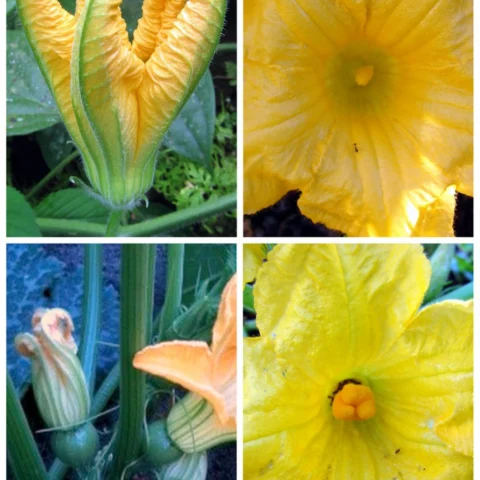 Fiori di zucca