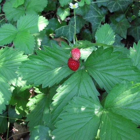 Frutti di bosco