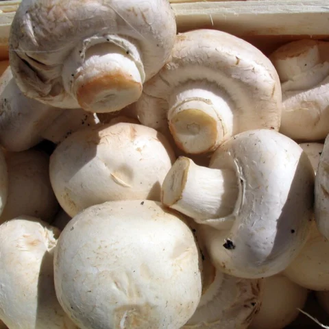 Funghi
