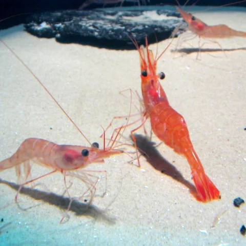 Gamberi