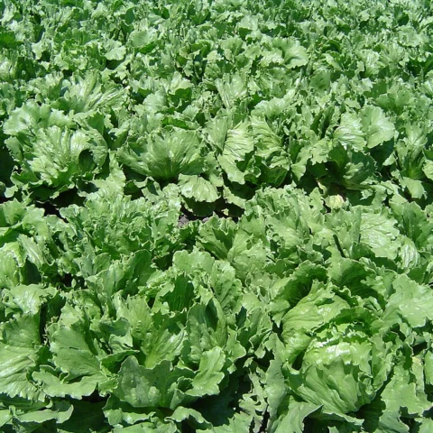 Lattuga