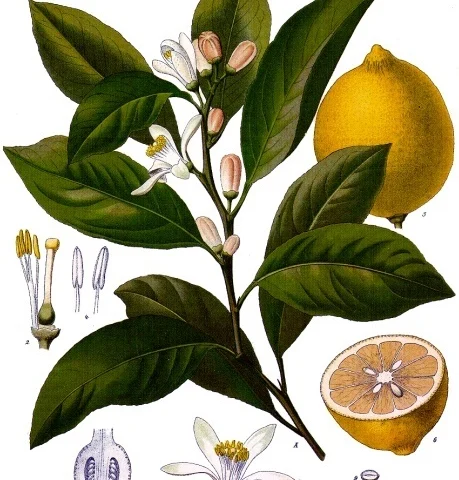 Limone