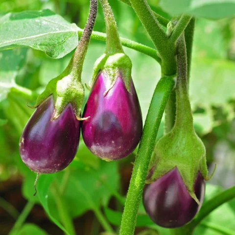 Melanzane