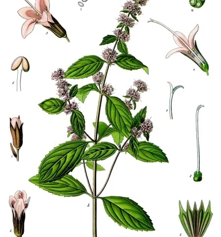 Menta