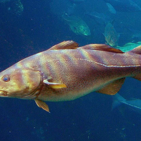 Merluzzo