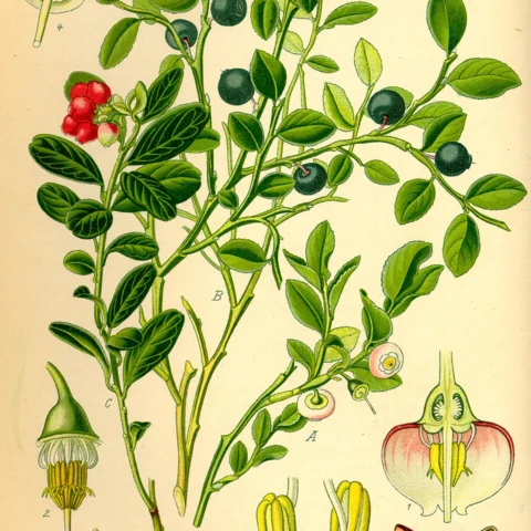 Mirtilli