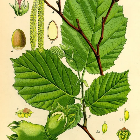 Nocciole