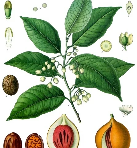 Noce moscata