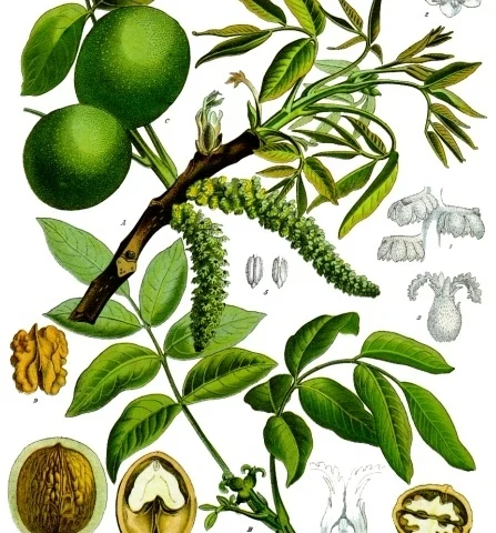 Noci