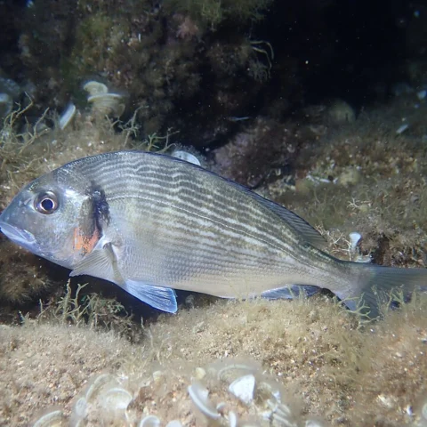 Orata