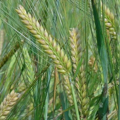 Orzo