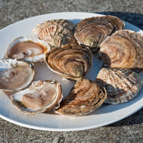 Ostriche