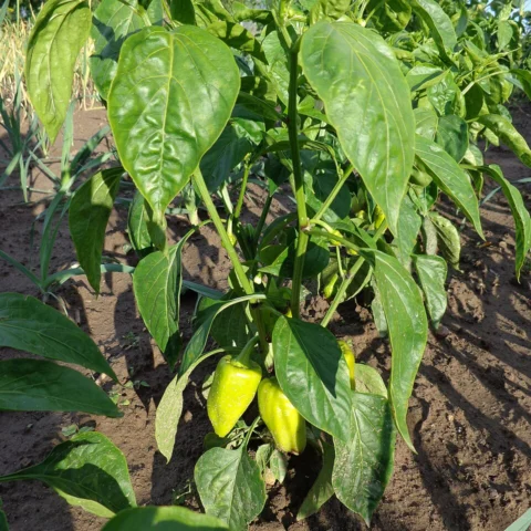 Peperoni