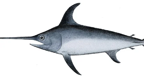 Pesce spada