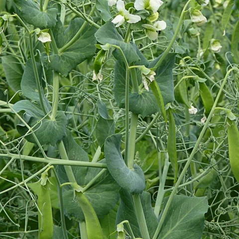Piselli