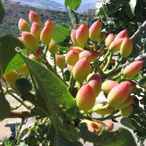 Pistacchi