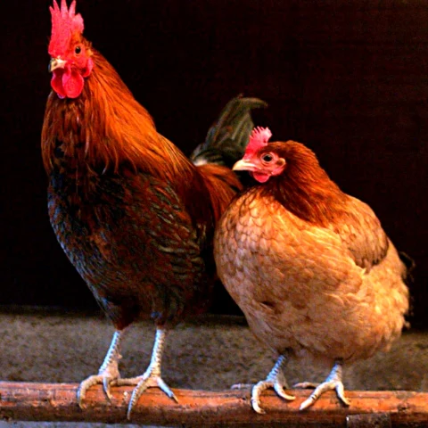 Pollo