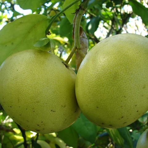 Pompelmo