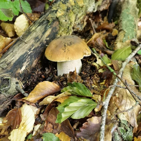 Funghi porcini