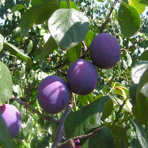 Prugne